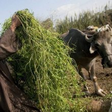 أکثر من 30 ملیون شخص فی الشرق الأدنى وشمال أفریقیا یعانون من الانعدام الحاد فی الأمن الغذائی - 03-27-2017Fodder