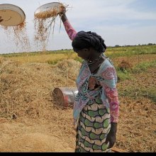 الفاو والبنک الدولی یعززان شراکتهما للقضاء على الجوع والفقر - Mauritania_FAO_5094462926