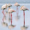  22-properties-added-to-Iran’s-natural-heritage-list - Migrating flamingos opt to stay in reviving Lake Urmia