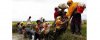 ODVV-Interview-A-new-round-of-violence-against-Rohingya-Muslims-is-always-a-possibility - UN Fact-Finding Mission on Myanmar Calls for Justice