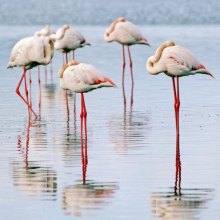  Tourist-Attraction - Migrating flamingos opt to stay in reviving Lake Urmia